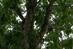 Melanerpes carolinus