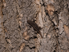 Sceloporus tristichus