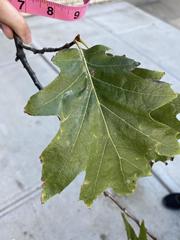 Quercus rubra