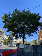 Quercus rubra