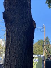 Quercus rubra
