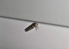 Blastobasis phycidella