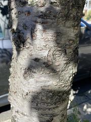 Prunus serrulata