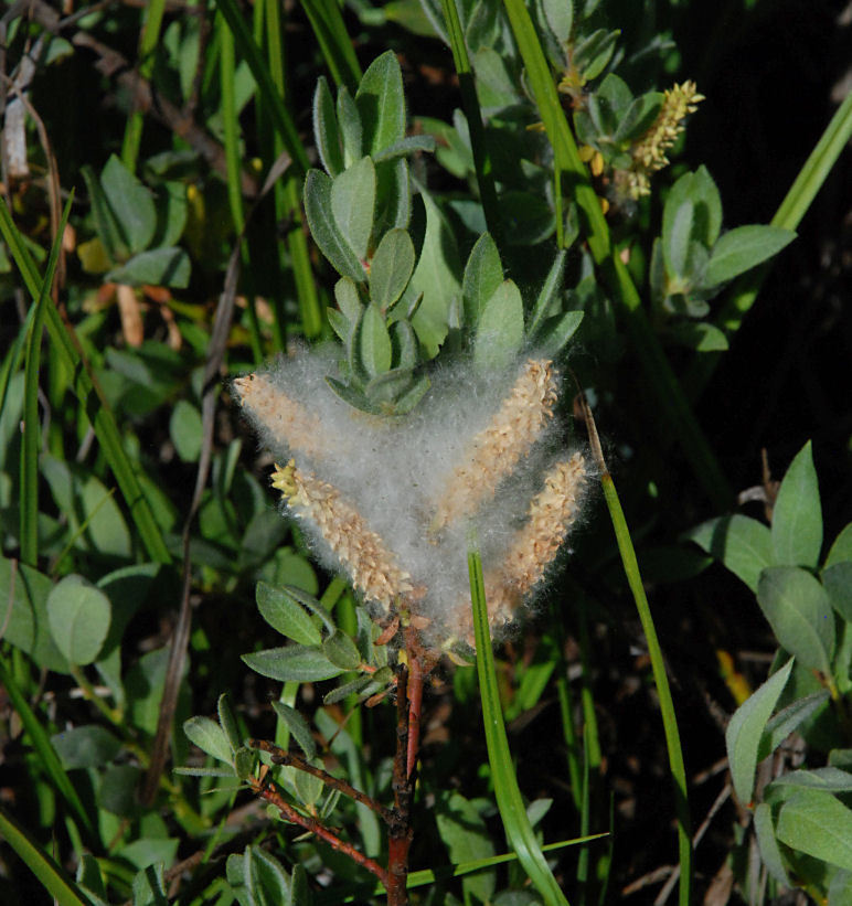 Salix orestera