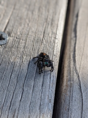 Phidippus audax