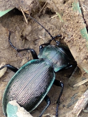 Carabus macrocephalus