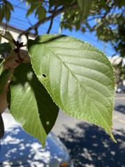 Prunus serrulata