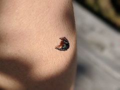 Phidippus audax