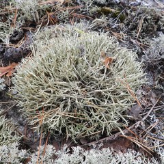 Cladonia uncialis biuncialis