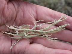 Cladonia uncialis biuncialis