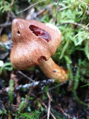 Cortinarius rubellus