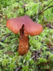 Cortinarius rubellus