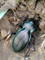 Carabus macrocephalus