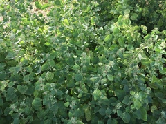 Sida cordifolia