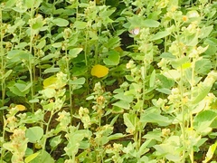 Sida cordifolia