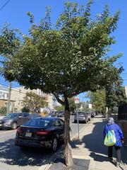 Prunus serrulata