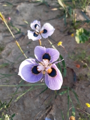 Moraea villosa