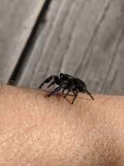 Phidippus audax
