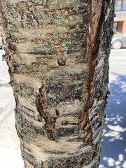 Prunus serrulata