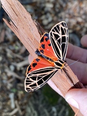 Apantesis parthenice