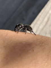 Phidippus audax