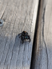 Phidippus audax