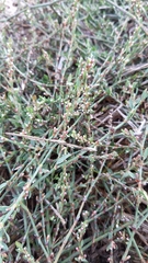 Polygonum equisetiforme