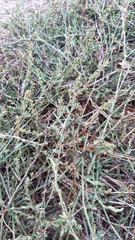 Polygonum equisetiforme