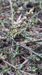 Polygonum equisetiforme