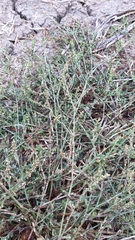 Polygonum equisetiforme