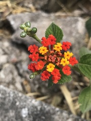Lantana camara camara