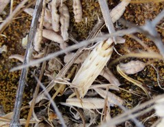 Stomopteryx detersella