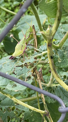 Sphenarium purpurascens