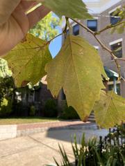 Platanus × hispanica