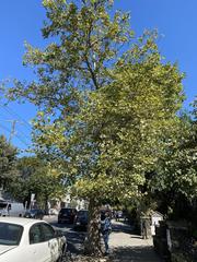 Platanus × hispanica
