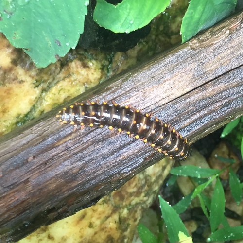 Apheloria montana