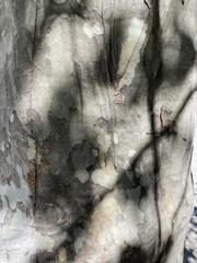 Platanus × hispanica