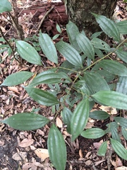 Cinnamomum subavenium