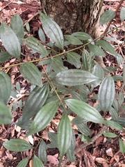Cinnamomum subavenium
