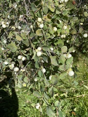 Symphoricarpos albus