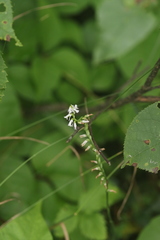 Spiranthes lacera lacera