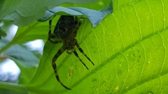 Araneus diadematus