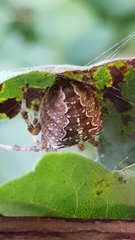 Araneus diadematus