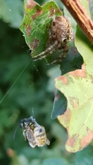 Araneus diadematus