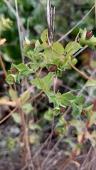 Euphorbia hirsuta