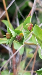 Euphorbia hirsuta