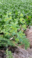 Euphorbia hirsuta