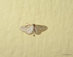 Idaea filicata