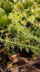 Euphorbia hirsuta