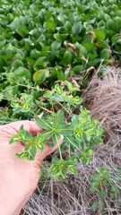 Euphorbia hirsuta